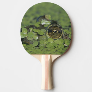 Raquette De Ping Pong Ouaouaron, Rana catesbeiana, adulte dans la lentil