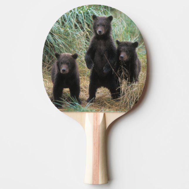 Raquette De Ping Pong ours brun, arctos d'Ursus, ours gris, Ursus 7 2 (Devant)