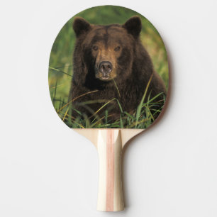 Raquette De Ping Pong ours brun, Ursus arctos, grizzli, Ursus 9