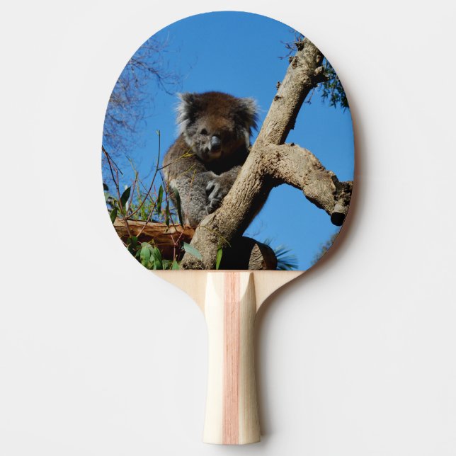 Raquette De Ping Pong Ours Koala, (Devant)
