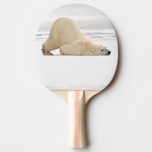 Raquette De Ping Pong Ours polaire se grattant sur la toundra gelée