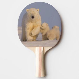 Raquette De Ping Pong ours polaire, Ursus maritimus, truie avec nouveau-
