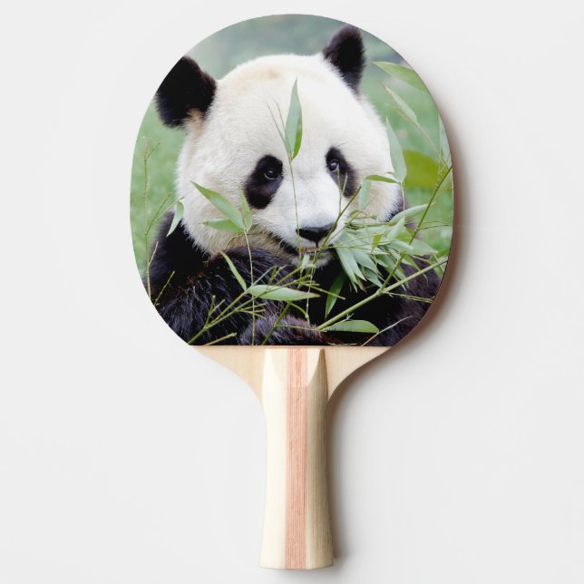 Raquette De Ping Pong paddle ping pong Photo panda géant, animaux. (Devant)