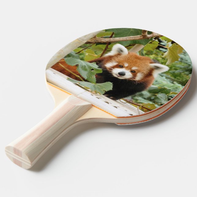 Raquette De Ping Pong Panda rouge (Dos Angle)