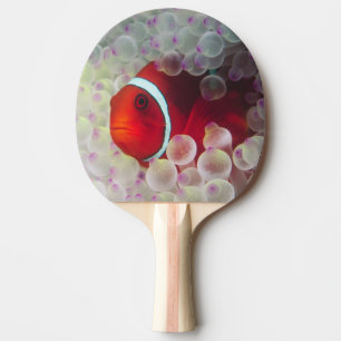 Raquette De Ping Pong Paupau Nouvelle-Guinée, Grande barrière de corail,