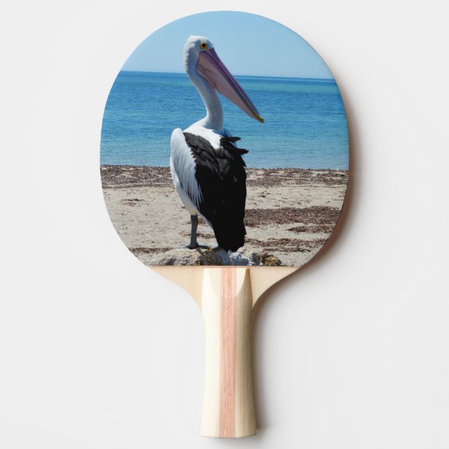 Raquette De Ping Pong Pelican Perché Sur Un Rocher De Plage, (Devant)