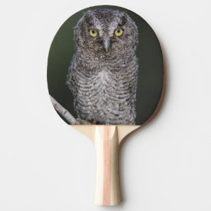 Raquette De Ping Pong Petit-duc maculé, Megascops asio, Otus 2
