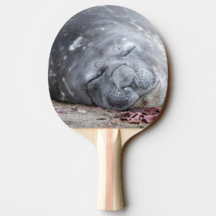 Raquette De Ping Pong Phoque d'éléphant dormant