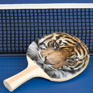 Raquette De Ping Pong Photo de la faune du tigre de Sumatran