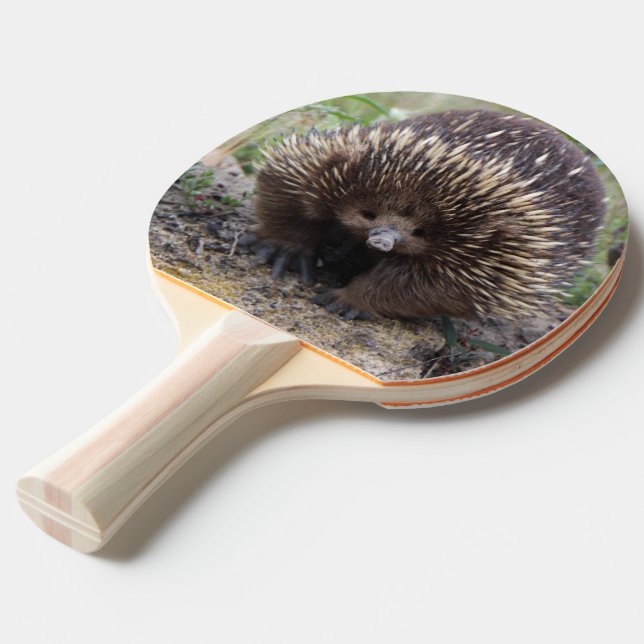 Raquette De Ping Pong Photo native Australian Wild Echidna (Devant Angle)