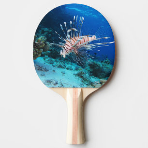 Raquette De Ping Pong Poisson lion ou Pterois Miles, Poisson de récif oc