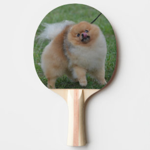 Raquette De Ping Pong Pomeranian mignon