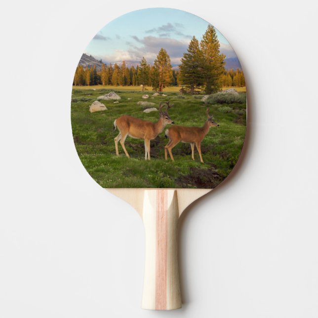 Raquette De Ping Pong Pré de Tuolumne, Yosemite (Devant)