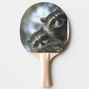 Raquette De Ping Pong Raton laveur Procyon Lotor) de Fish Lake, centre