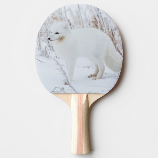 Raquette De Ping Pong Renard Arctique (Devant)