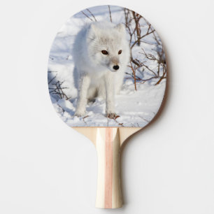 Raquette De Ping Pong Renard arctique, zone de gestion de la faune de Ch