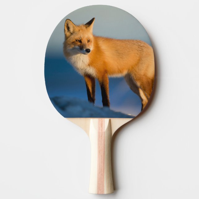Raquette De Ping Pong Renard Brown (Dos)