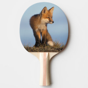 Raquette De Ping Pong renard roux, Vulpes vulpes