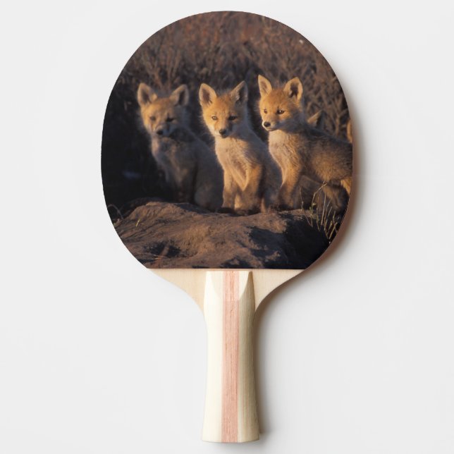 Raquette De Ping Pong renard roux, Vulpes vulpes, kits (Devant)