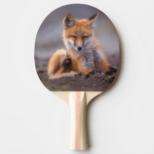 Raquette De Ping Pong renard roux, Vulpes vulpes, petit se grattant,