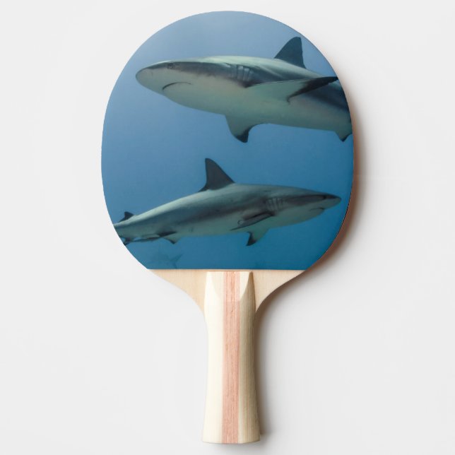 Raquette De Ping Pong Requin des récifs des Caraïbes (Devant)