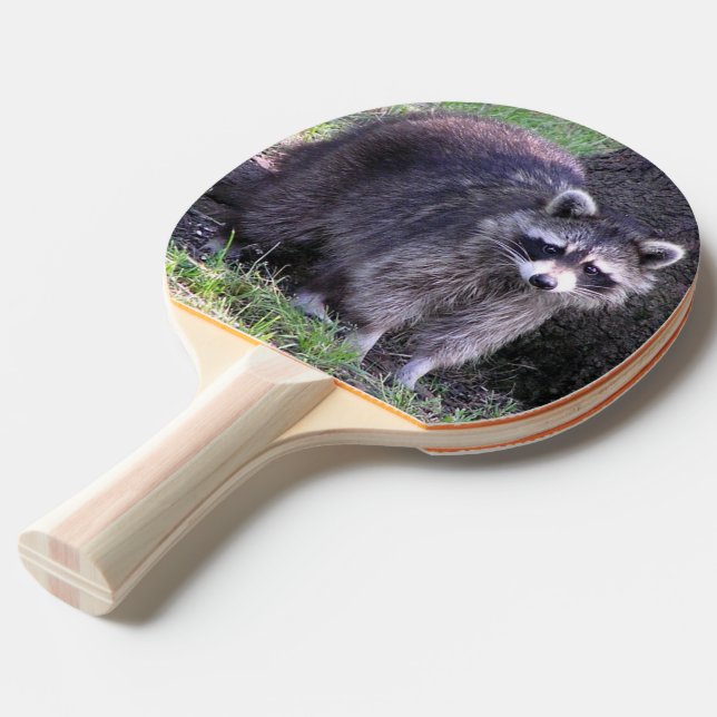 Raquette De Ping Pong Rocky le Raccoon (Dos Angle)