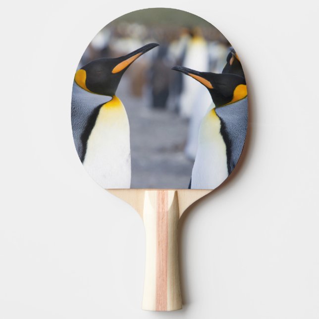 Raquette De Ping Pong Roi Pingouin (Devant)