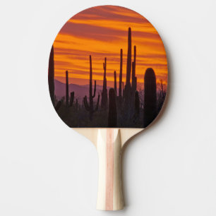 Raquette De Ping Pong Saguaro, coucher de soleil, Parc national de Sagua