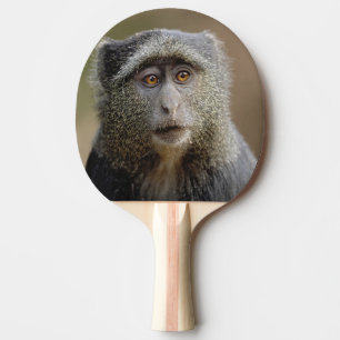 Raquette De Ping Pong Singe de Sykes ou cercopithèque à diadème, Cercopi