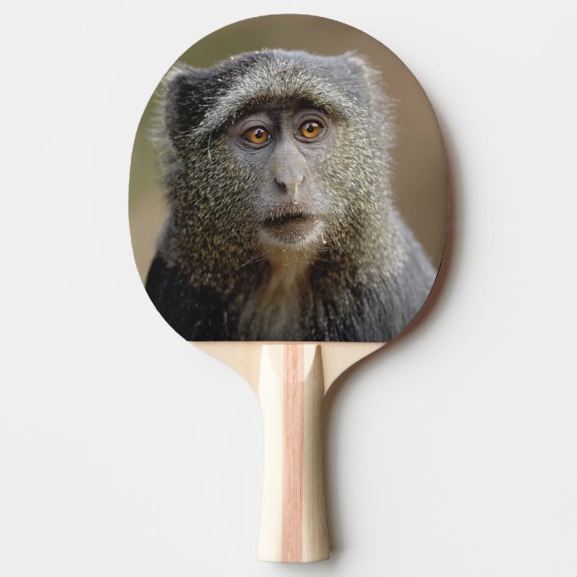 Raquette De Ping Pong Singe de Sykes ou cercopithèque à diadème, Cercopi (Devant)