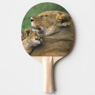 Raquette De Ping Pong Tanzanie, cratère du Ngorongoro. Lionne africaine
