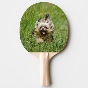 Raquette De Ping Pong Terrier Yorkshire mignon Traversant L'Herbe