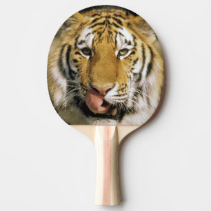 Raquette De Ping Pong Tigre Zoo du Michigan