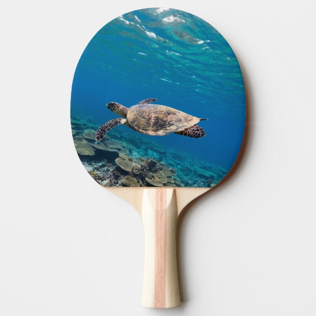 Raquette De Ping Pong Tortue de mer (Dos)