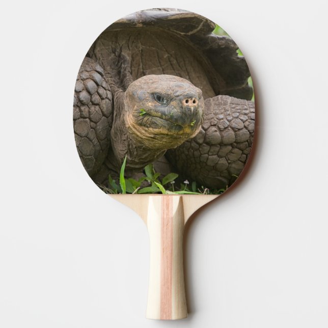 Raquette De Ping Pong Tortue géante (Dos)