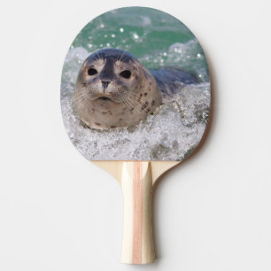 Raquette De Ping Pong Un bébé phoque surfant