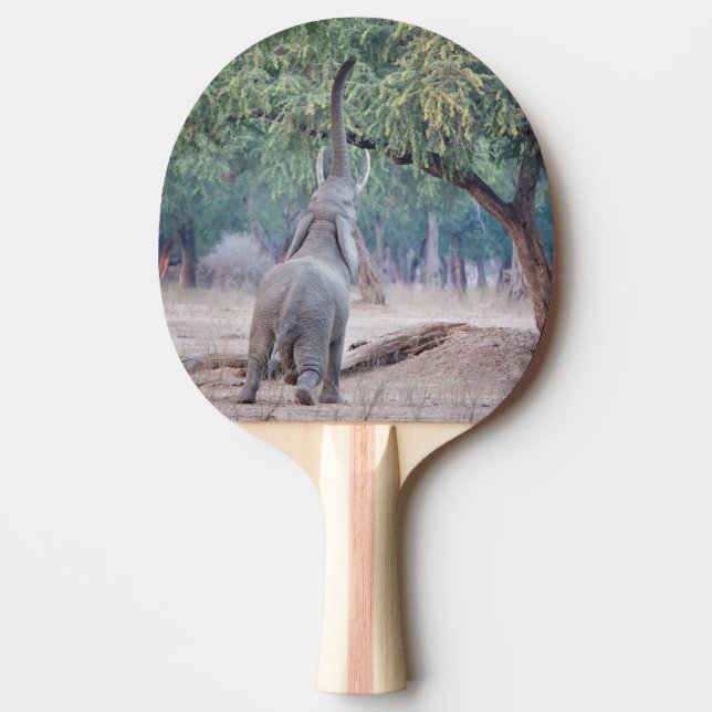 Raquette De Ping Pong Un éléphant pour l'acia (Devant)