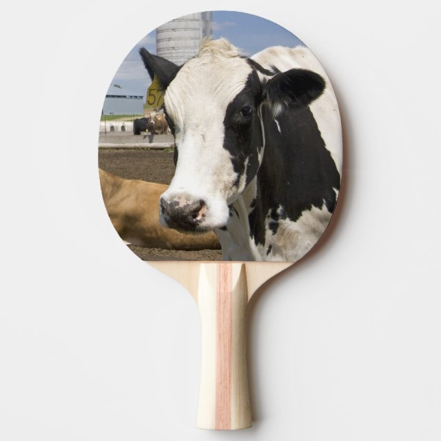 Raquette De Ping Pong Vaches devant une grange rouge et un silo dans une (Devant)