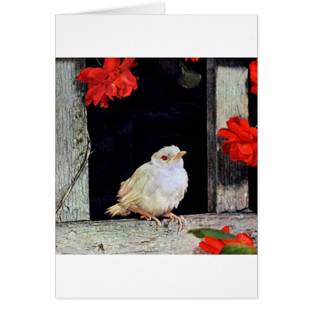RARE albino bird (Devant)