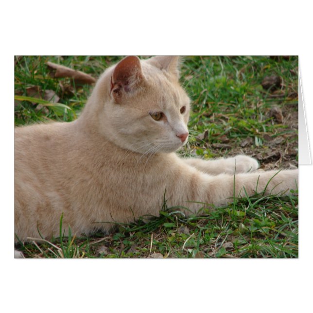 Rascal (Devant horizontal)