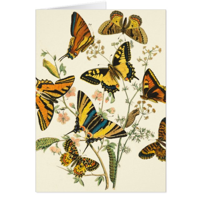 Rassemblement coloré de papillons et de chenilles (Devant)