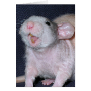 Rat au sourire mignon