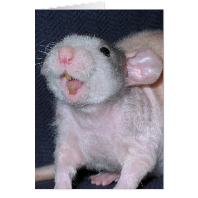 Rat au sourire mignon (Devant)