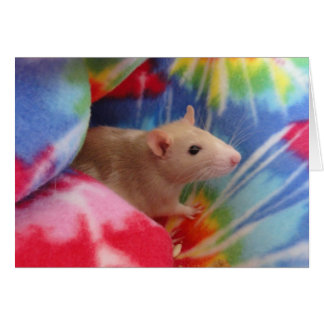 Rat bébé