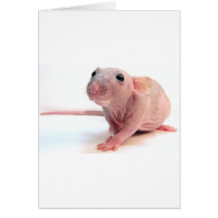 Rat chauve