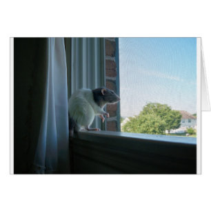 Rat contemplatif