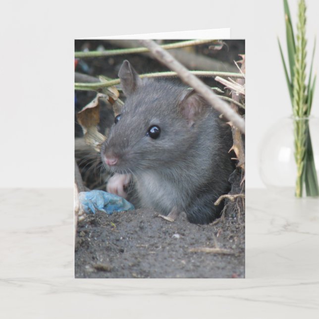 Rat dans un trou Carte de voeux (Devant)