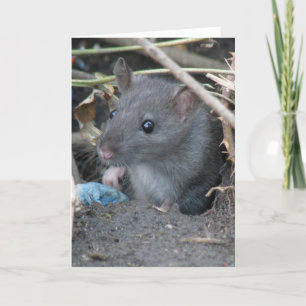Rat dans un trou Carte de voeux