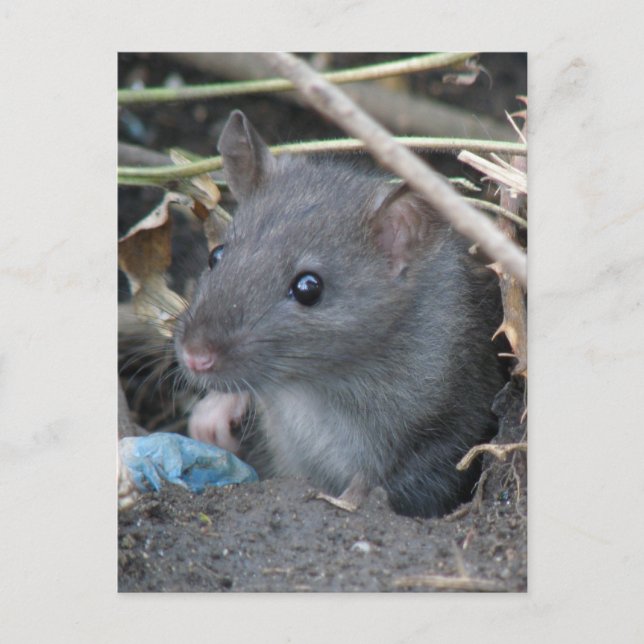Rat dans un trou Carte postale (Devant)