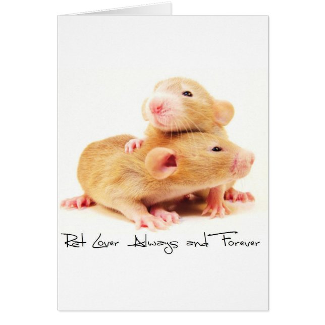 Rat Lover Toujours et toujours (Devant)
